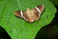 HESPERIIDAE, (Pyrginae), Autochton bipunctatus